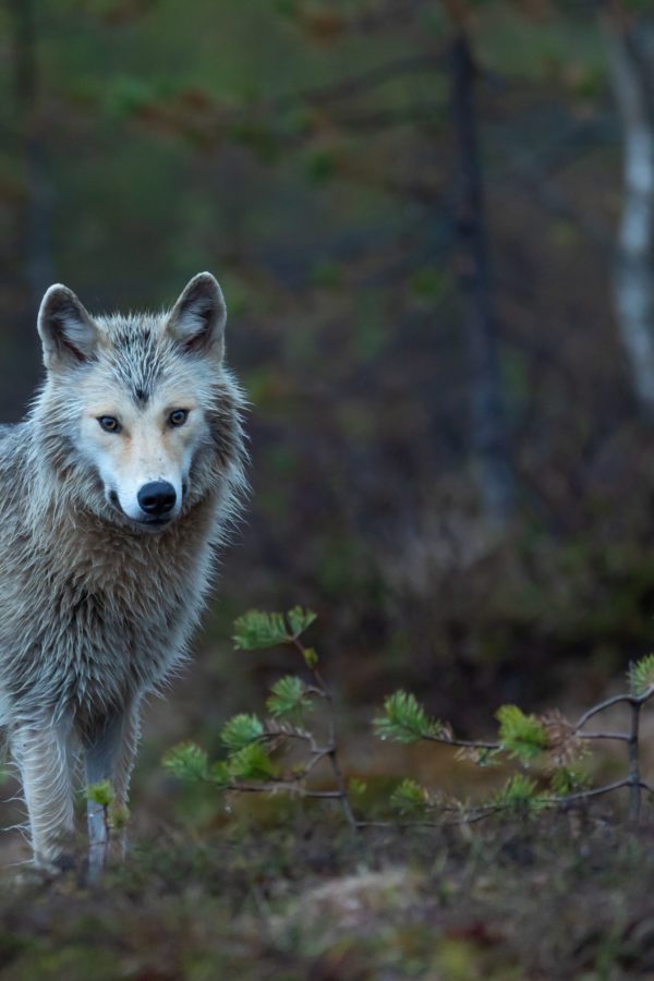 Want to Up Your Game? Stop Being a Lone Wolf.